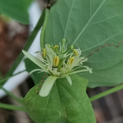 Passiflora henryi