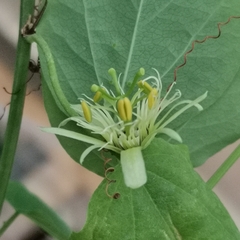 Passiflora henryi