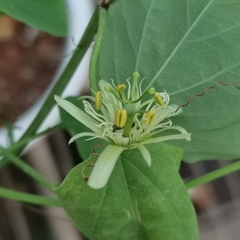 Passiflora henryi