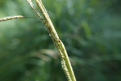 Monolepta mandibularis