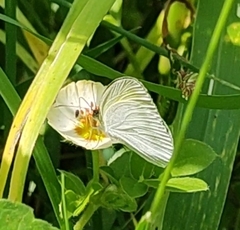 Eurema daira