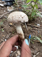 Agaricus campestris