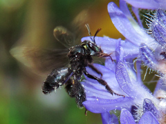 Paratetrapedia moesta