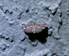 Neomusotima conspurcatalis