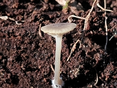 Hydropus praedecurrens