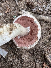 Agaricus campestris