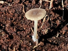 Hydropus praedecurrens