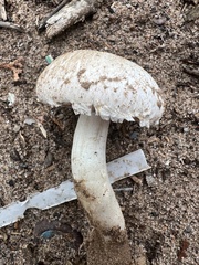 Agaricus campestris
