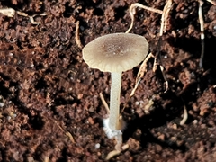 Hydropus praedecurrens