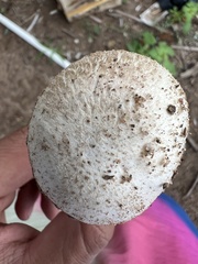 Agaricus campestris