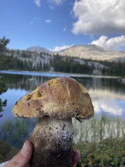 Boletus edulis grandedulis
