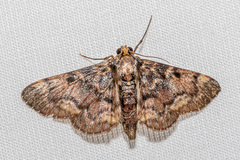 Coenodomus aglossalis