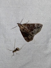 Hypena palparia
