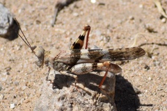 Trimerotropis californica