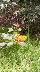 Abaeis salome jamapa