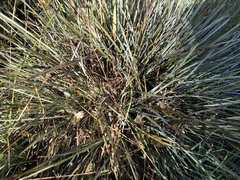 Lomandra effusa