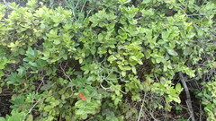 Mystroxylon aethiopicum