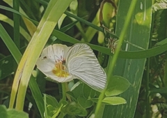 Eurema daira