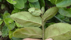 Mystroxylon aethiopicum