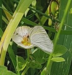 Eurema daira
