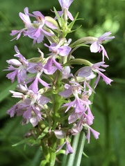 Platanthera psycodes