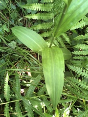 Platanthera psycodes