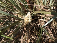 Lomandra effusa