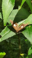 Oxeoschistus tauropolis tauropolis