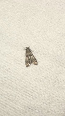 Eoparargyractis plevie