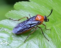 Tanyphatnidea sinensis