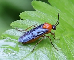 Tanyphatnidea sinensis