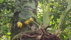 Mormodes maculata unicolor