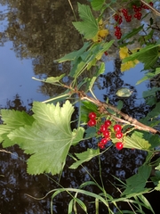 Ribes rubrum
