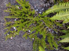 Coprosma ernodeoides