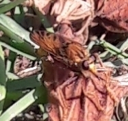 Asilus crabroniformis