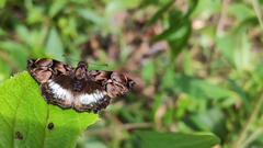 Noctuana lactifera bipuncta