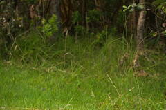 Digitaria eriostachya