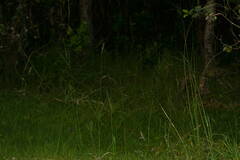 Digitaria eriostachya