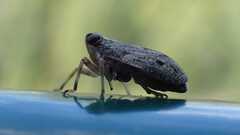 Issus coleoptratus