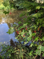 Ribes rubrum