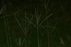 Digitaria eriostachya