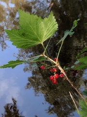 Ribes rubrum