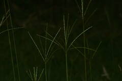 Digitaria eriostachya