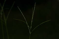 Digitaria eriostachya