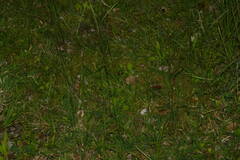 Digitaria eriostachya