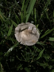 Fungi