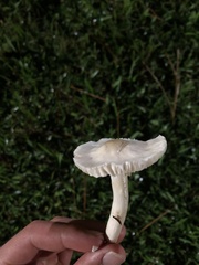 Fungi