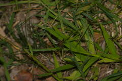 Cyperus sanguinolentus