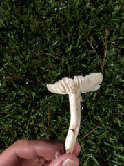 Fungi