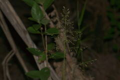 Isachne distichophylla